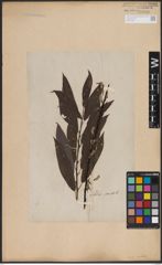 Foto von Salix candida Flüggé ex Willd.